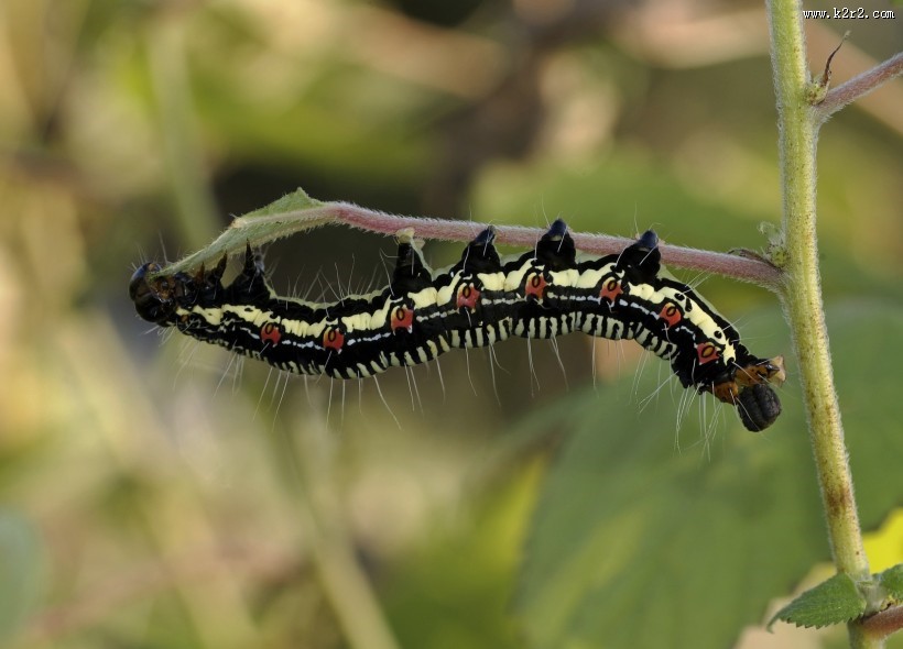 趴在植物上的毛毛虫图片