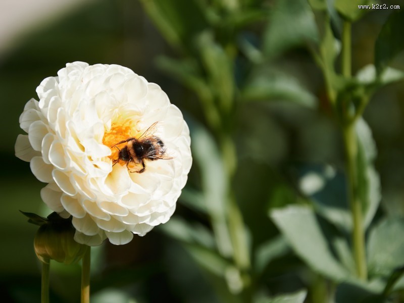 嗡嗡的小蜜蜂图片