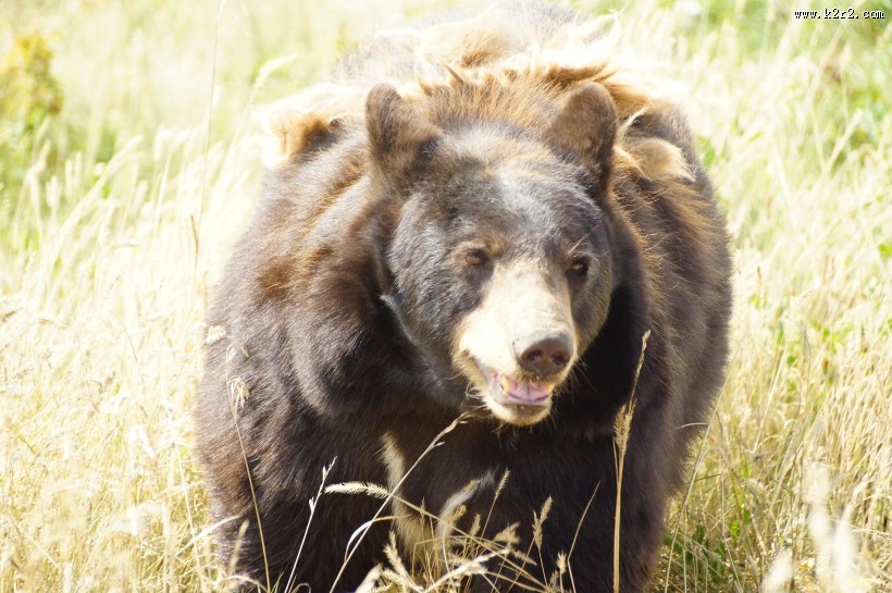 呆萌可爱的狗熊图片大全