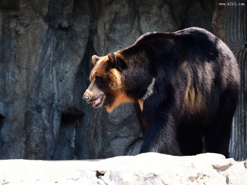 呆萌可爱的狗熊图片大全