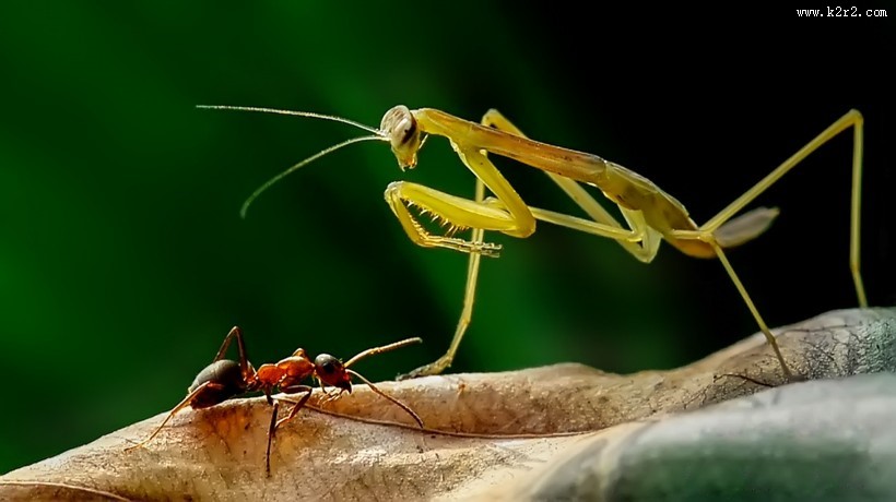 绿色霸道的螳螂图片大全