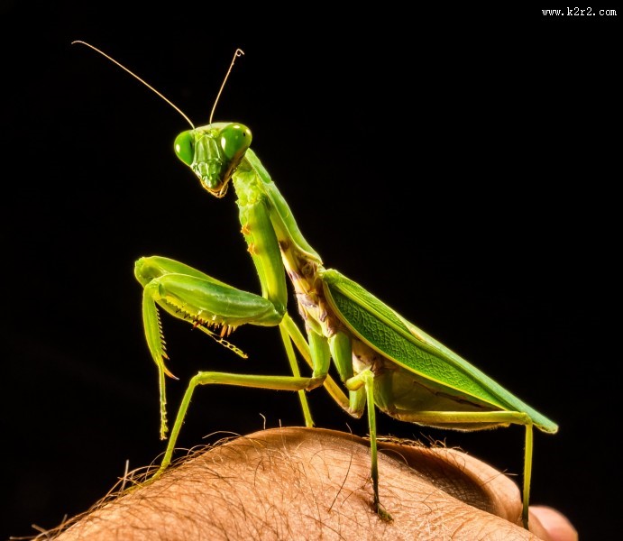 绿色霸道的螳螂图片大全