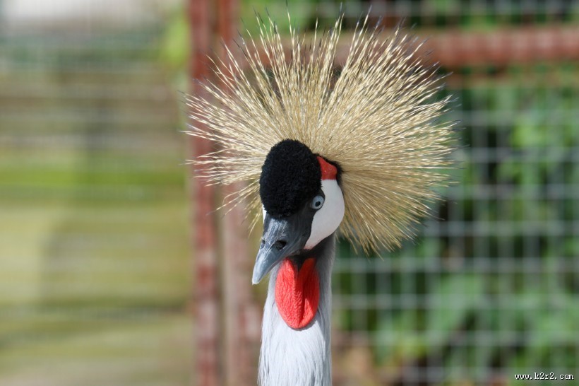 灰色丹顶鹤图片