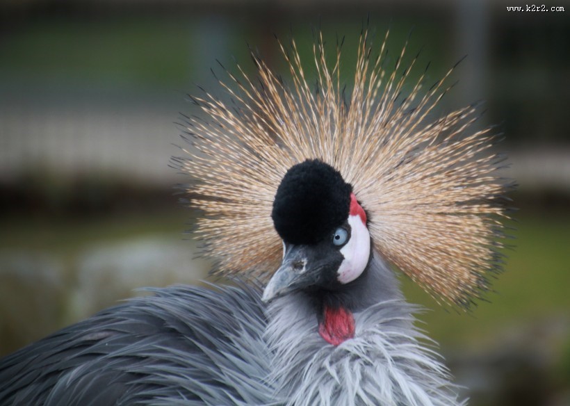 灰色丹顶鹤图片