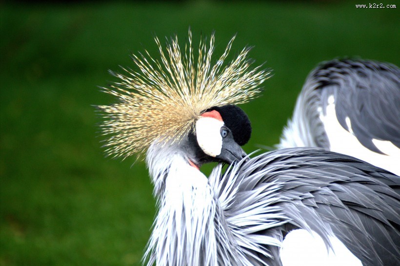 灰色丹顶鹤图片