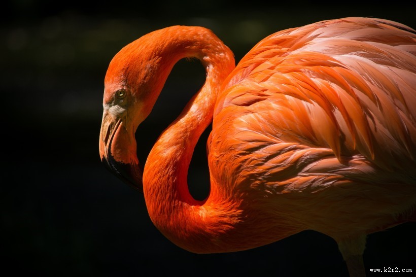 鲜艳优雅的火烈鸟图片