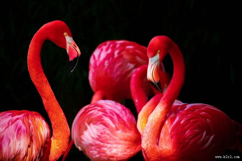 鲜艳优雅的火烈鸟图片