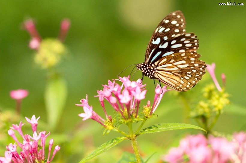 停留在花上的蝴蝶图片大全