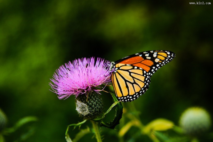 停留在花上的蝴蝶图片大全
