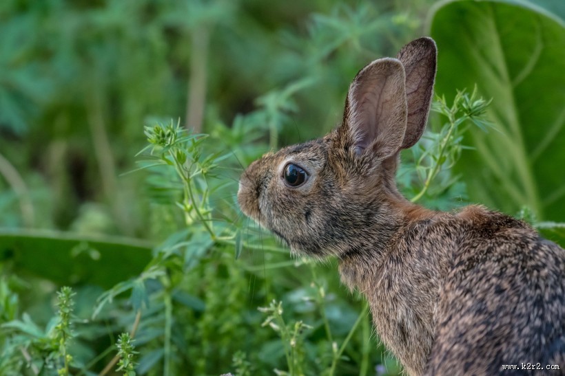 可爱的野兔图片