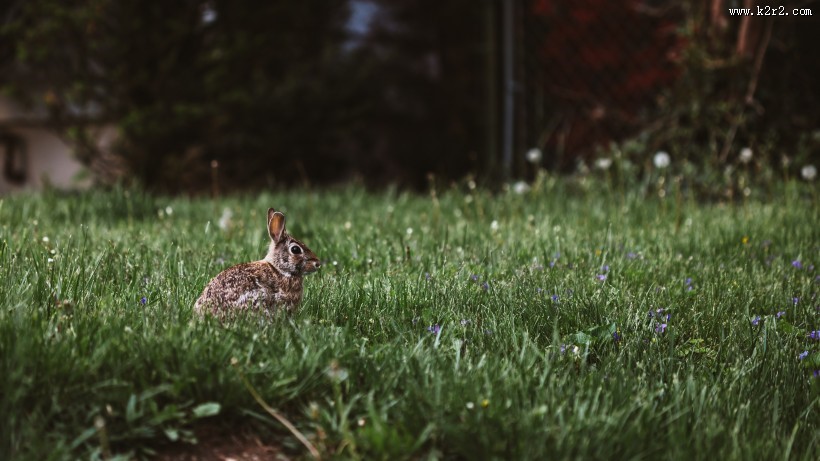 可爱的野兔图片