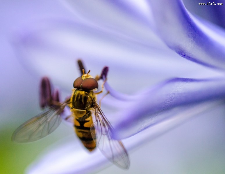 嗡嗡的小蜜蜂图片