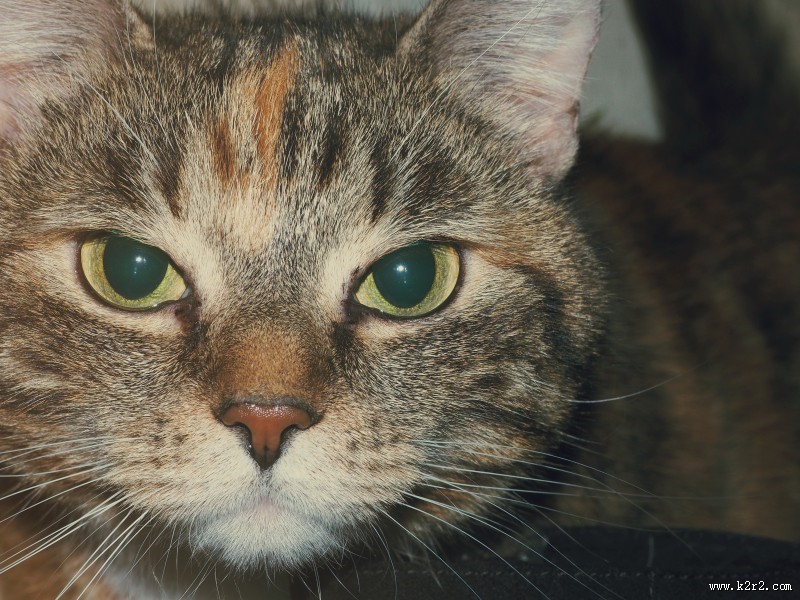 性格温顺的猫的头图片大全