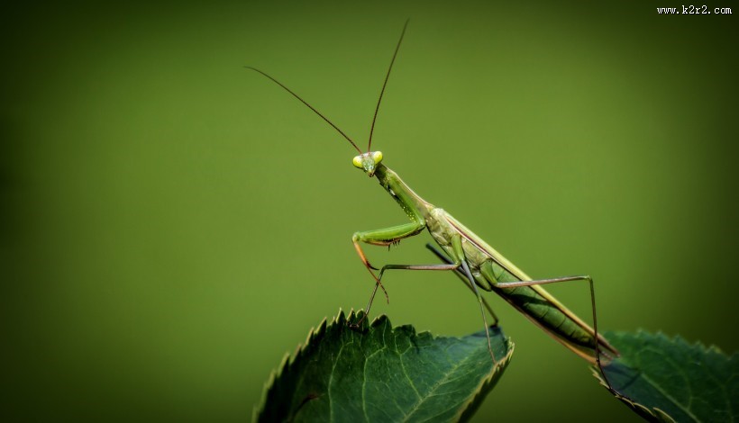 绿色霸道的螳螂图片大全