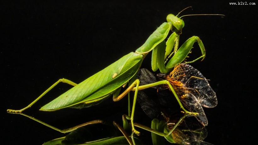 绿色霸道的螳螂图片大全