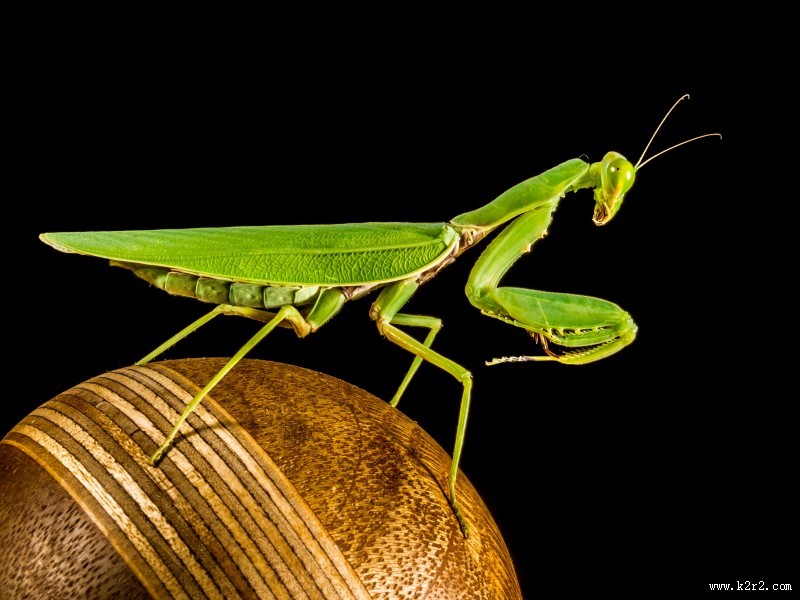 绿色霸道的螳螂图片大全