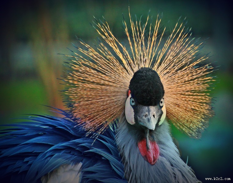 灰色丹顶鹤图片大全