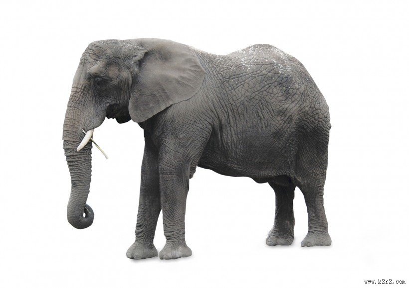 野生大象图片大全