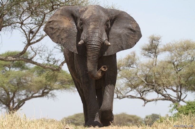 野生大象图片大全