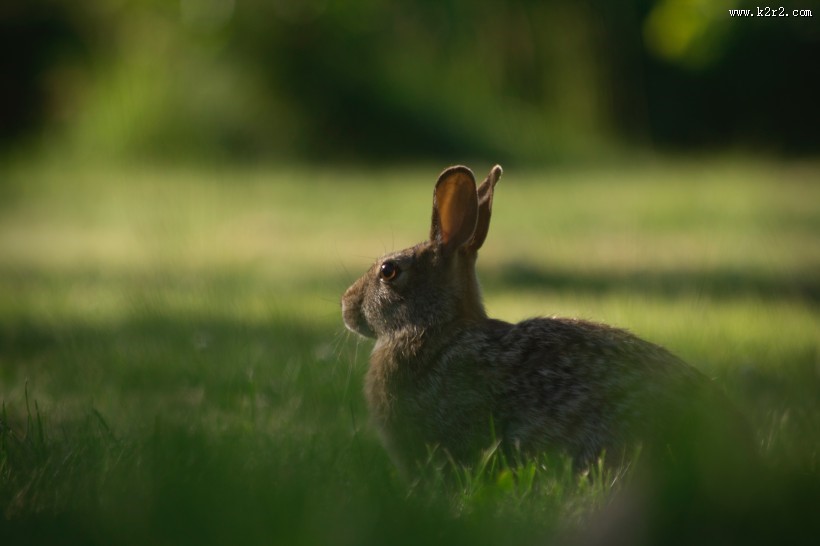 可爱的野兔图片大全