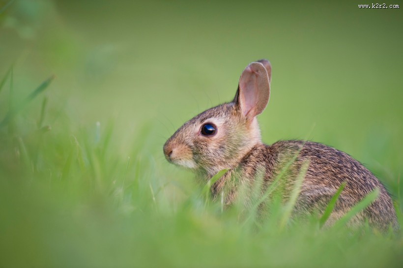 可爱的野兔图片大全