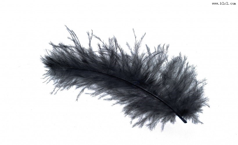 轻盈柔软的羽毛图片