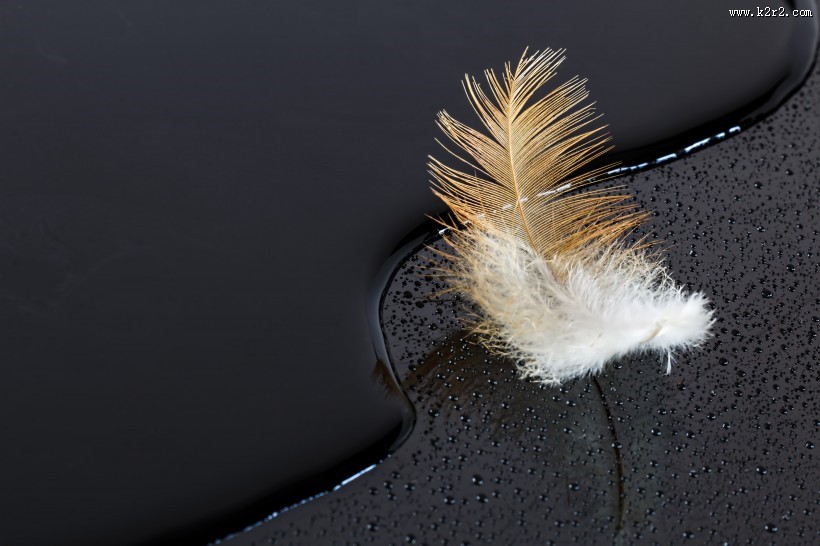 轻盈柔软的羽毛图片