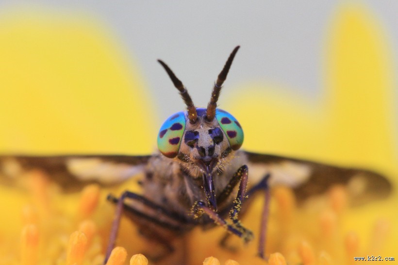 勤劳的小蚂蚁图片
