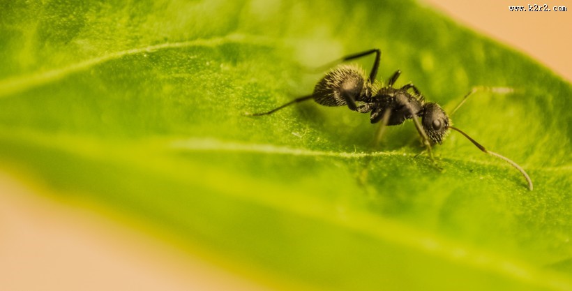 勤劳的小蚂蚁图片
