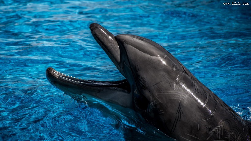 水中嬉戏的海豚图片