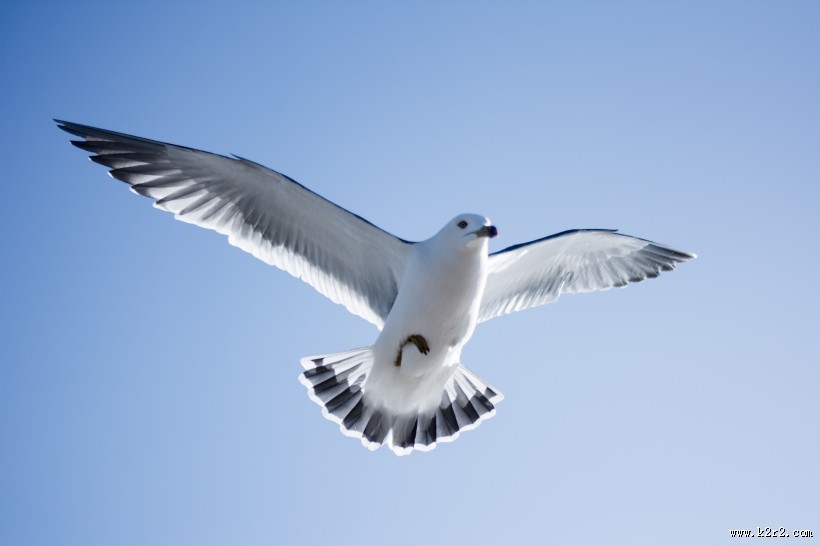 天空中飞翔的海鸥图片