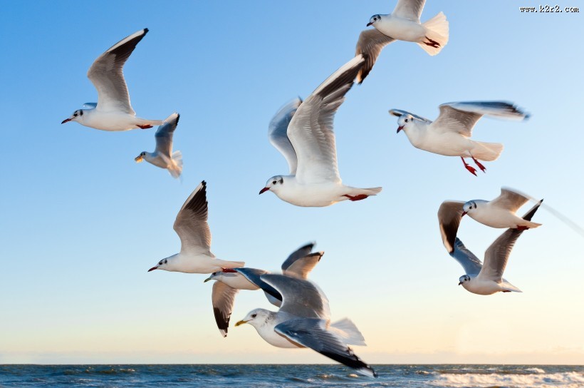 天空中飞翔的海鸥图片