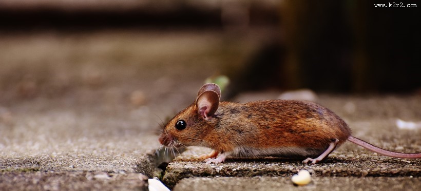 可爱的老鼠图片