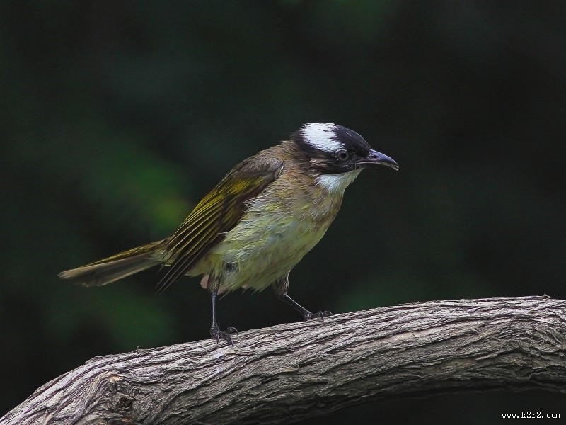 白头鹎图片大全