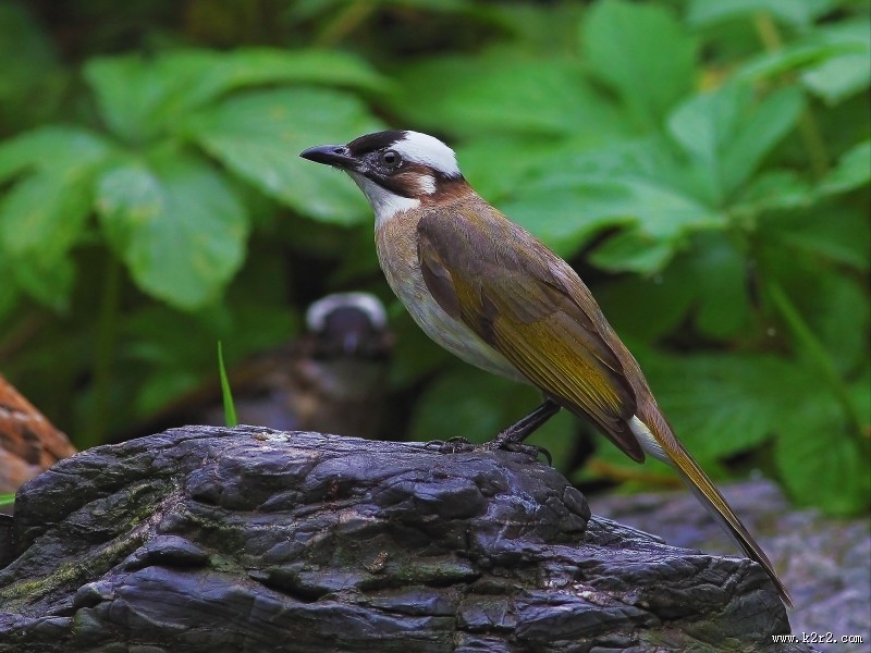 白头鹎图片大全