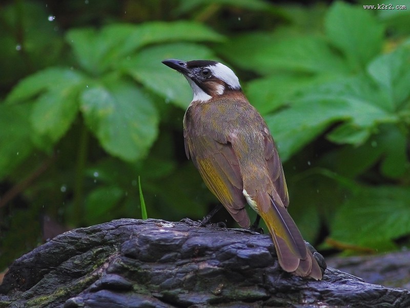 白头鹎图片大全
