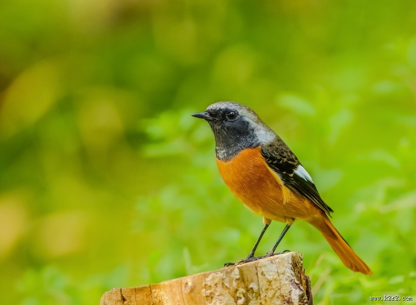 北红尾鸲图片大全