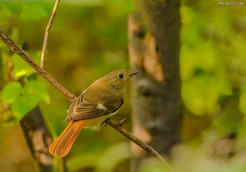 北红尾鸲图片大全