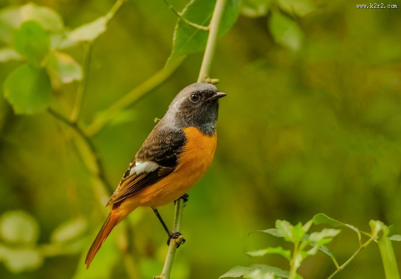 北红尾鸲图片大全
