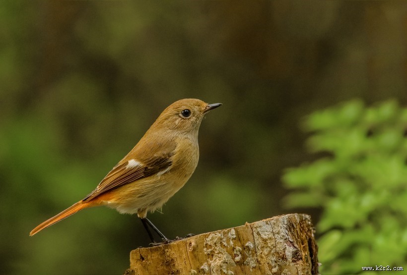 北红尾鸲图片大全