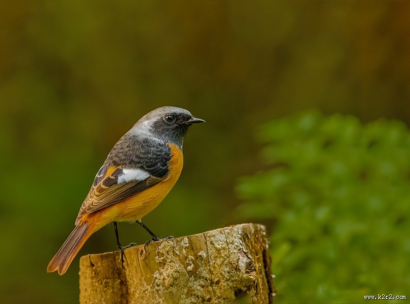 北红尾鸲图片大全
