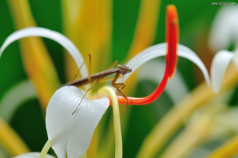 花丛里的螳螂图片
