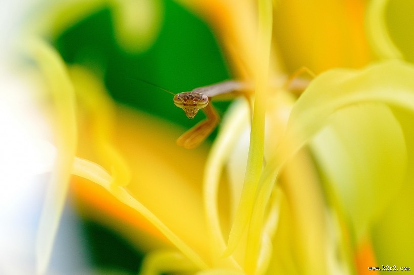 花丛里的螳螂图片