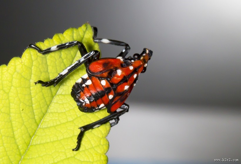 斑衣蜡蝉图片／昆虫花姑娘图片