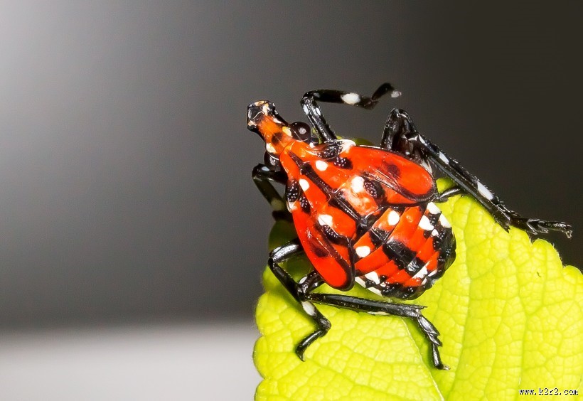 斑衣蜡蝉图片／昆虫花姑娘图片