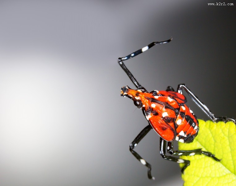 斑衣蜡蝉图片／昆虫花姑娘图片