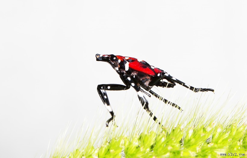 斑衣蜡蝉图片／昆虫花姑娘图片