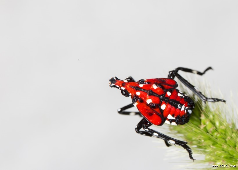 斑衣蜡蝉图片／昆虫花姑娘图片