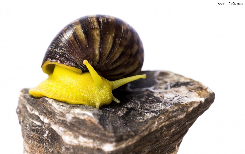 彩色的蜗牛图片
