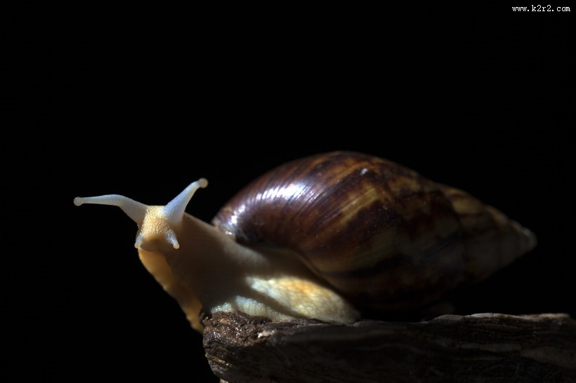 彩色的蜗牛图片